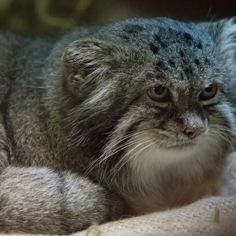 A photograph of Klyon in Ueno Zoological Gardens