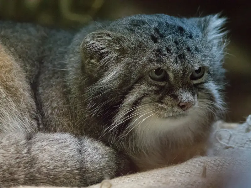 A photograph of Klyon in Ueno Zoological Gardens