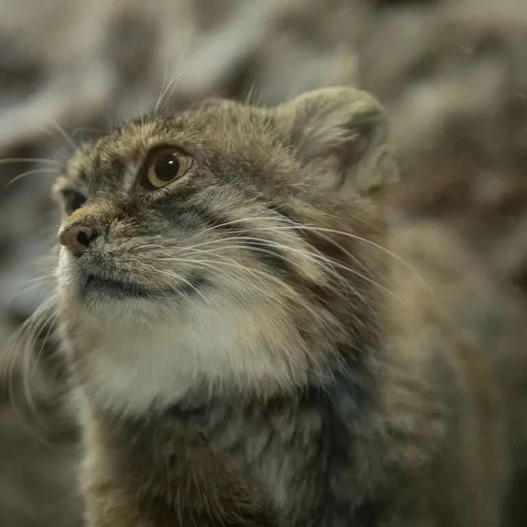 A photograph of Primula in Ueno Zoological Gardens