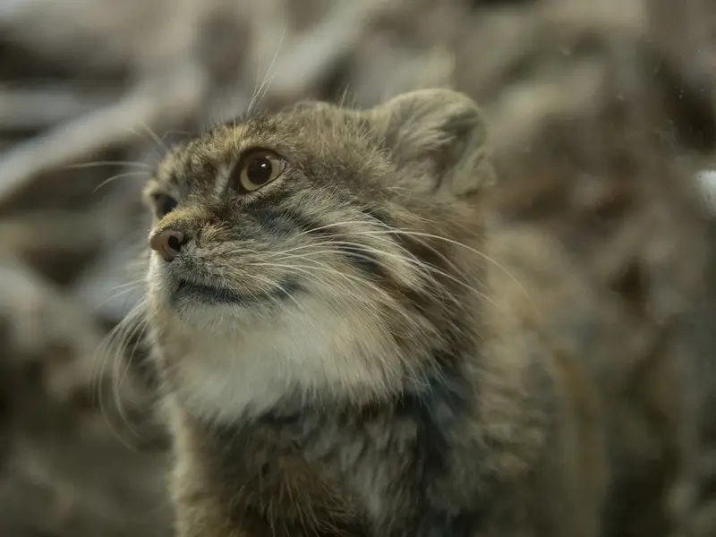 A photograph of Primula in Ueno Zoological Gardens