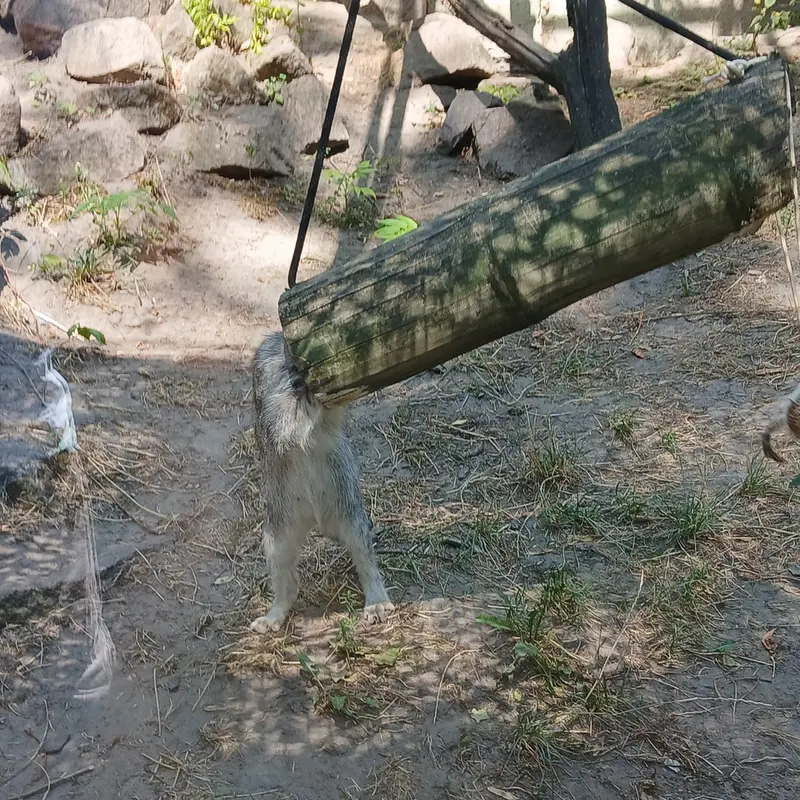 A photograph of Lucy in Budapest Zoo & Botanical Garden