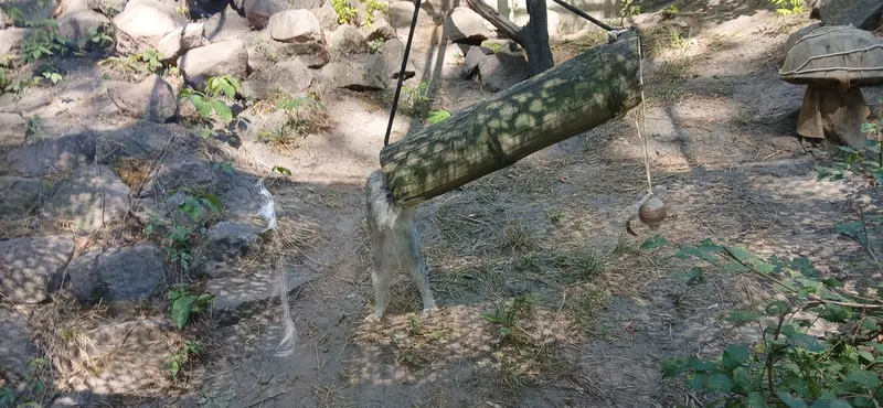 A photograph of Lucy in Budapest Zoo & Botanical Garden
