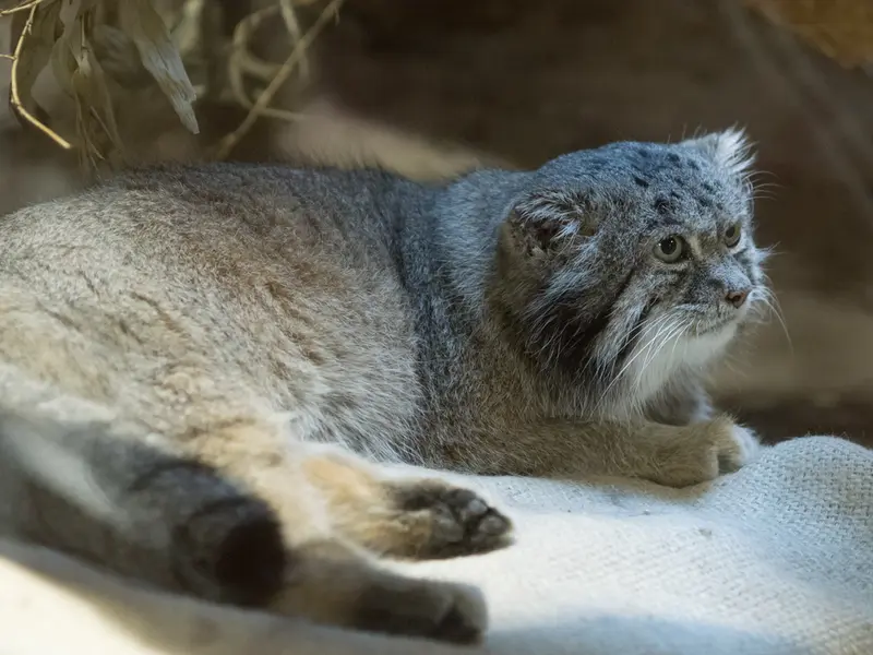 A photograph of Klyon in Ueno Zoological Gardens