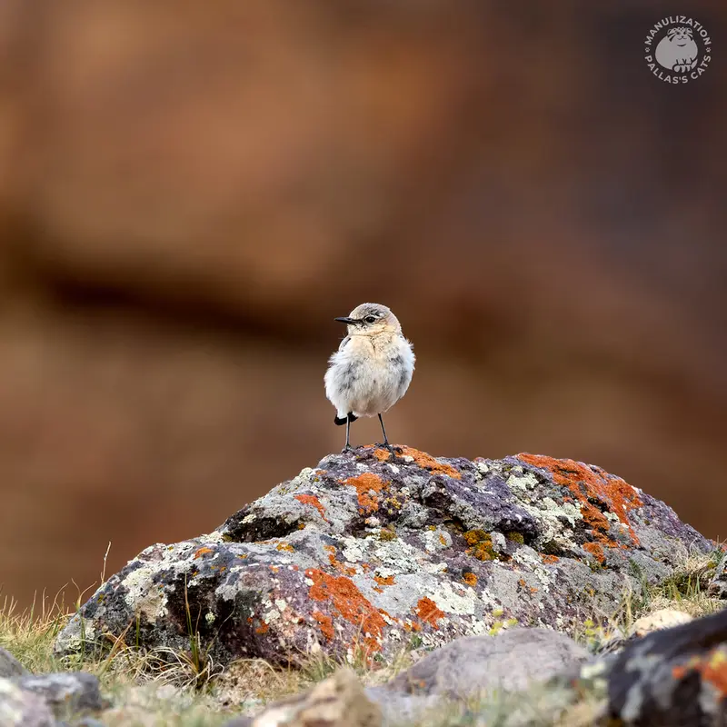 A photograph of a Pallas's cat