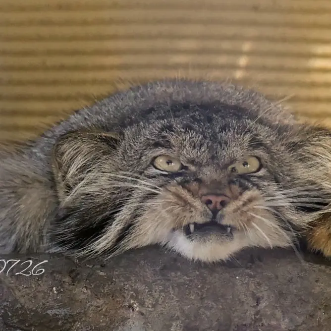 A photograph of Hide in Asahiyama Zoo