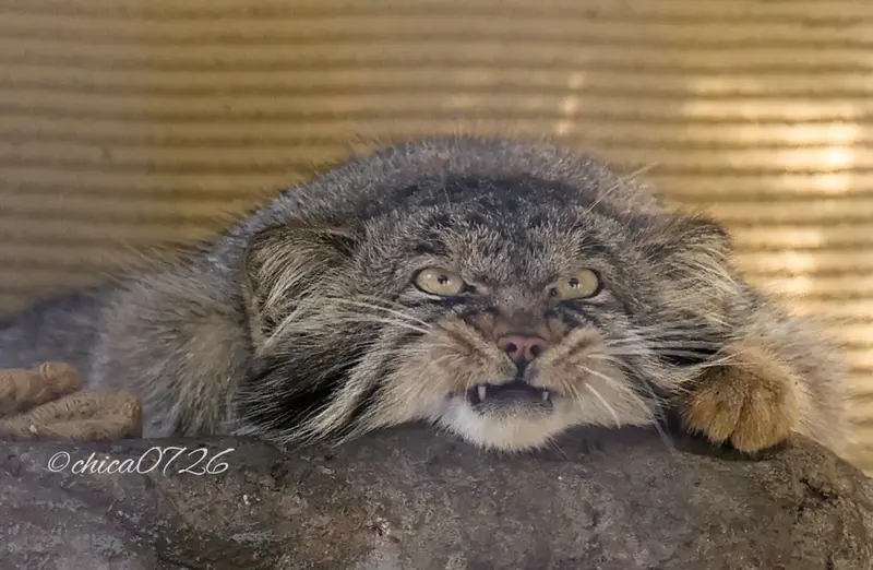 A photograph of Hide in Asahiyama Zoo