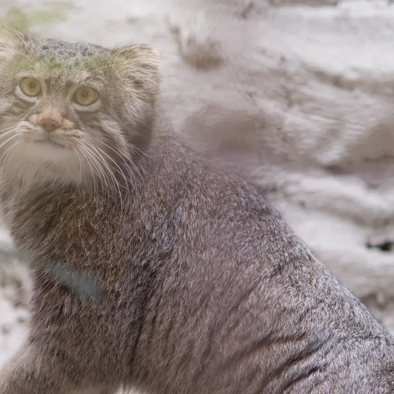 A photograph of Figa in Nogeyama Zoo