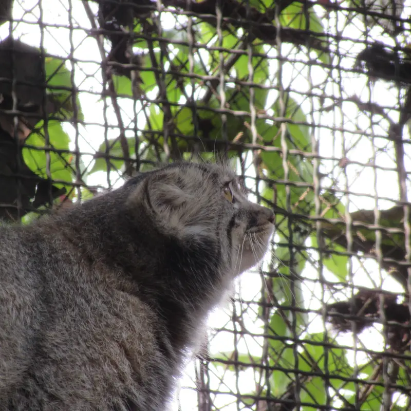A photograph of Boris Ⅱ in Budapest Zoo & Botanical Garden