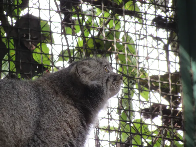 A photograph of Boris Ⅱ in Budapest Zoo & Botanical Garden