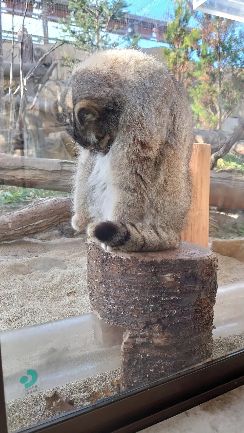 A photograph of a Pallas's cat