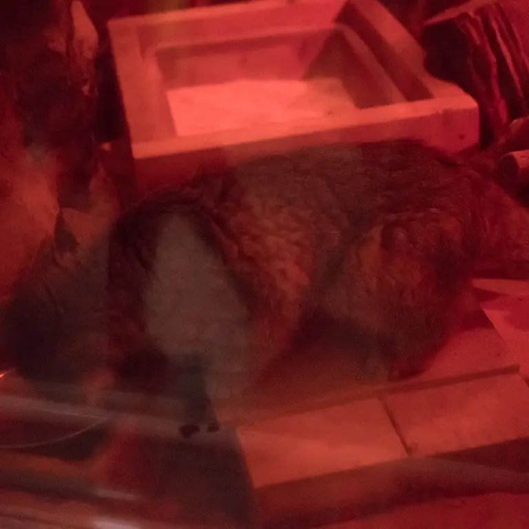 A photograph of Naim in Ueno Zoological Gardens