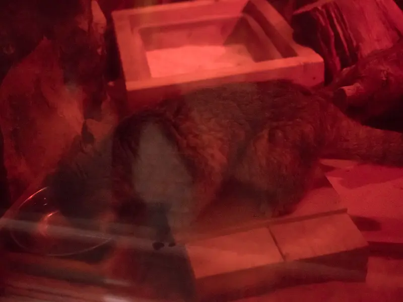 A photograph of Naim in Ueno Zoological Gardens
