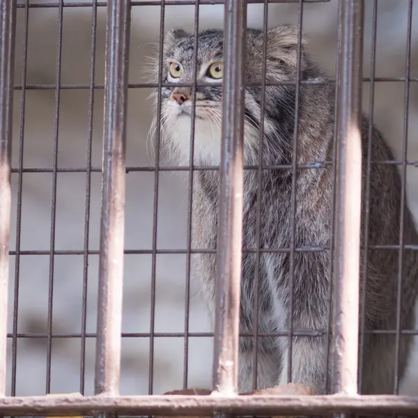 A photograph of Figa in Nogeyama Zoo