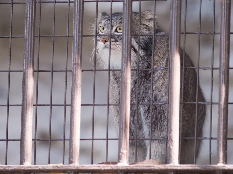 A photograph of Figa in Nogeyama Zoo