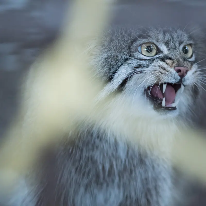 A photograph of Figa in Nogeyama Zoo