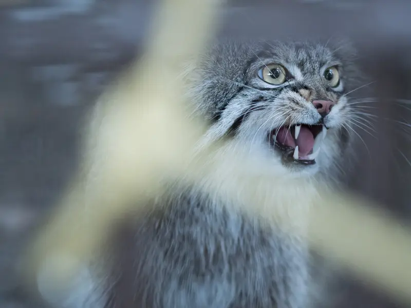A photograph of Figa in Nogeyama Zoo
