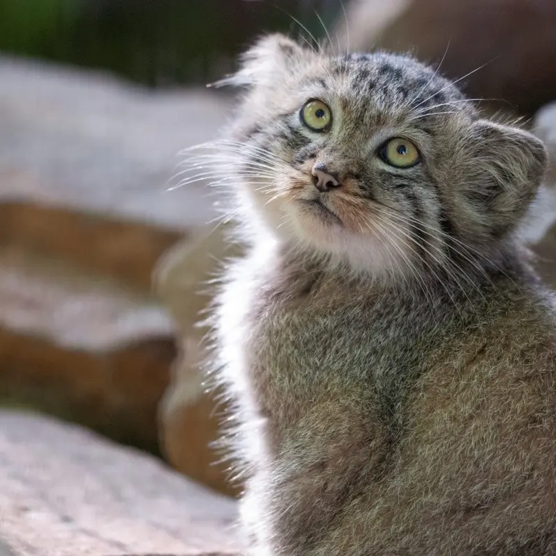 A photograph of a Pallas's cat in Kraków Zoo