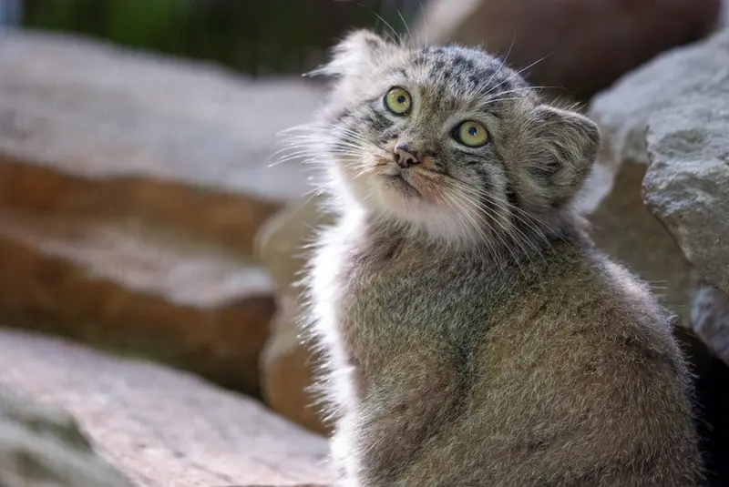 A photograph of a Pallas's cat in Kraków Zoo