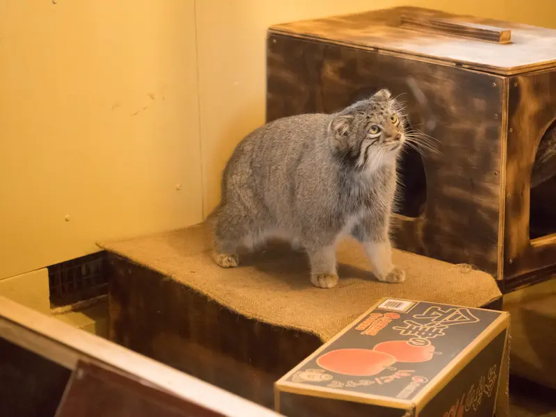 A photograph of Oto in Saitama Children's Zoo
