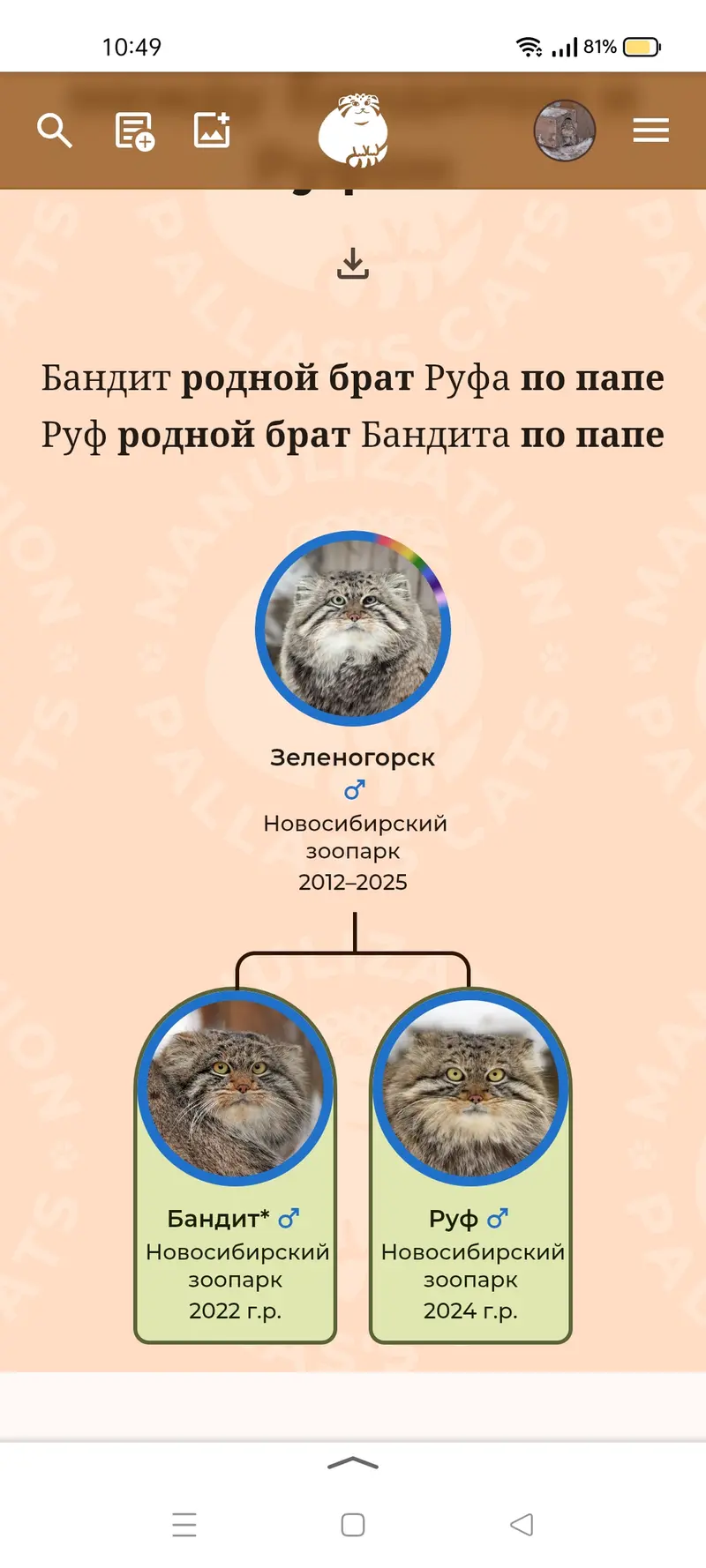 A photograph of a Pallas's cat