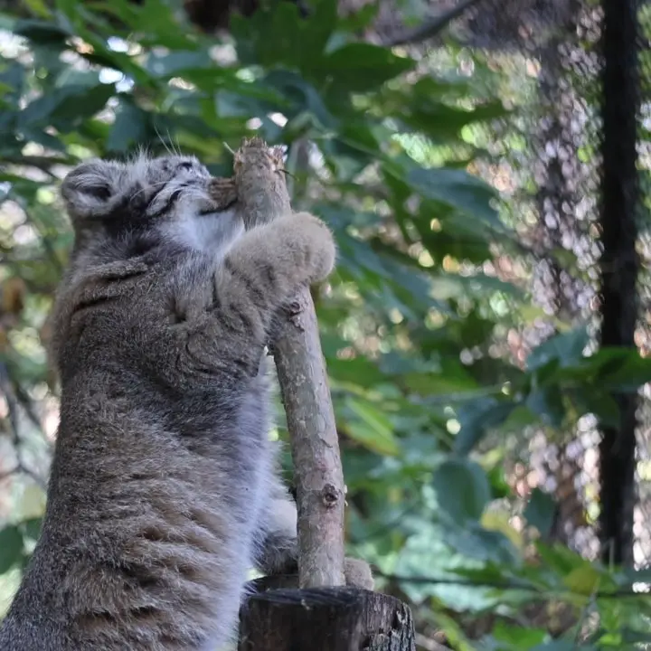 A photograph of a Pallas's cat in Novosibirsk Zoo