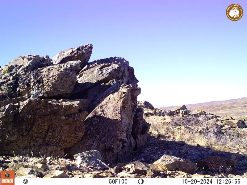 A photograph of a Pallas&#039;s cat from Karashoky camera trap