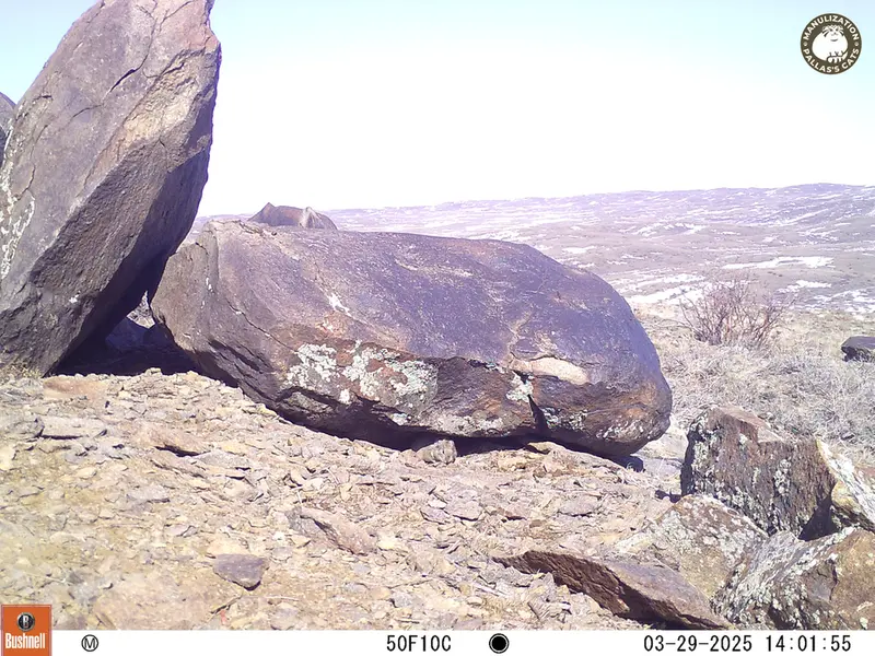 A photograph of Kazakh pika from Koshkar camera trap