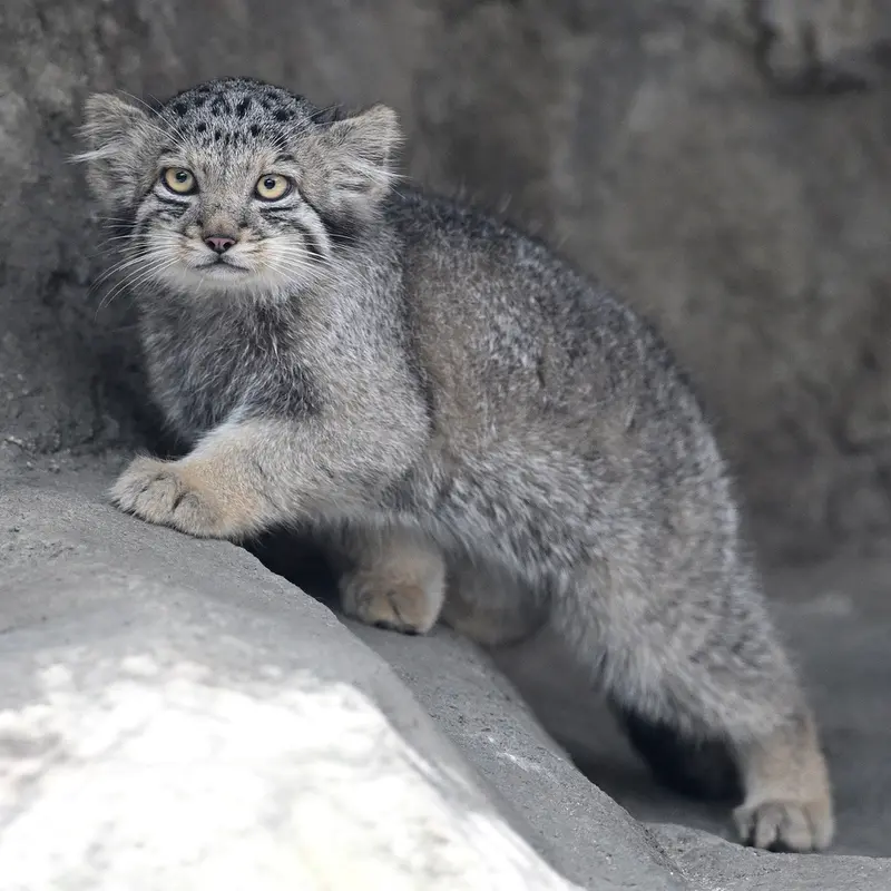 A photograph of San in Kobe Animal Kingdom