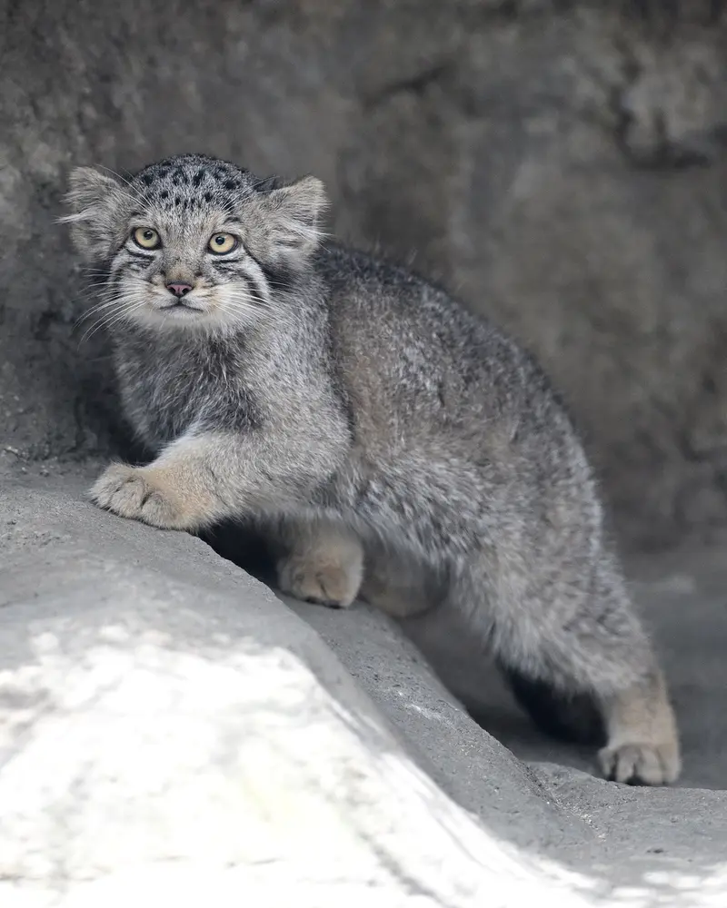A photograph of San in Kobe Animal Kingdom
