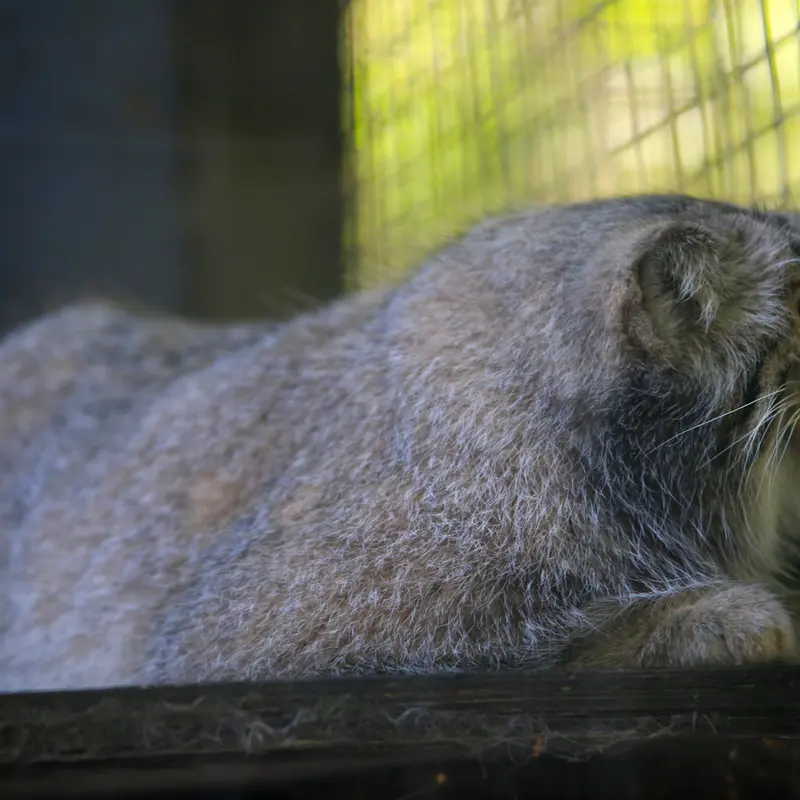 A photograph of Aysen in Košice Zoo