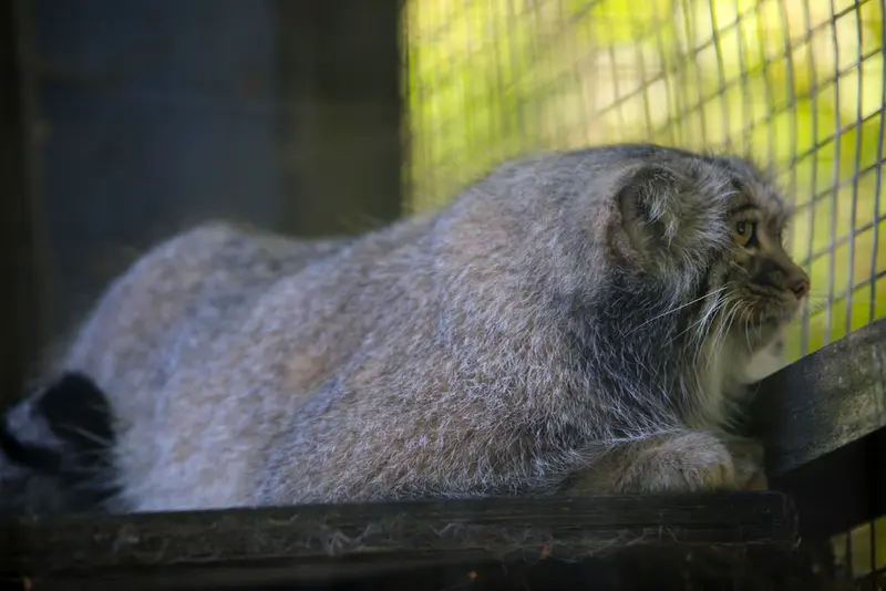A photograph of Aysen in Košice Zoo