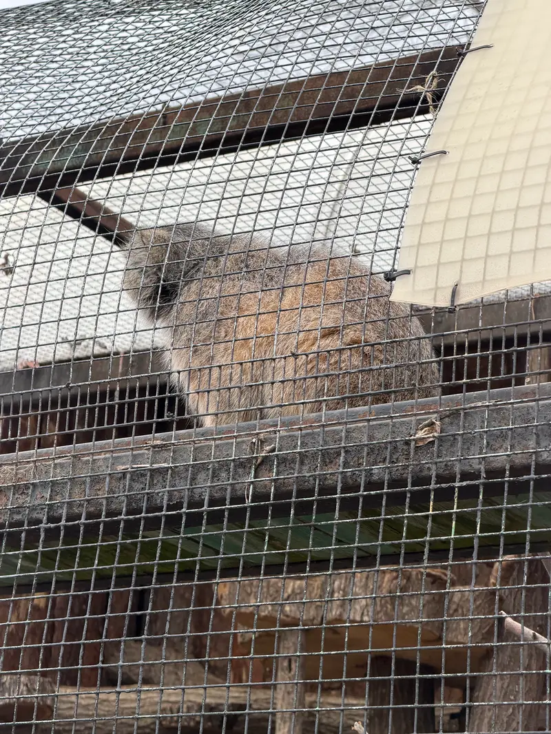 A photograph of a Pallas's cat in Leningrad zoo
