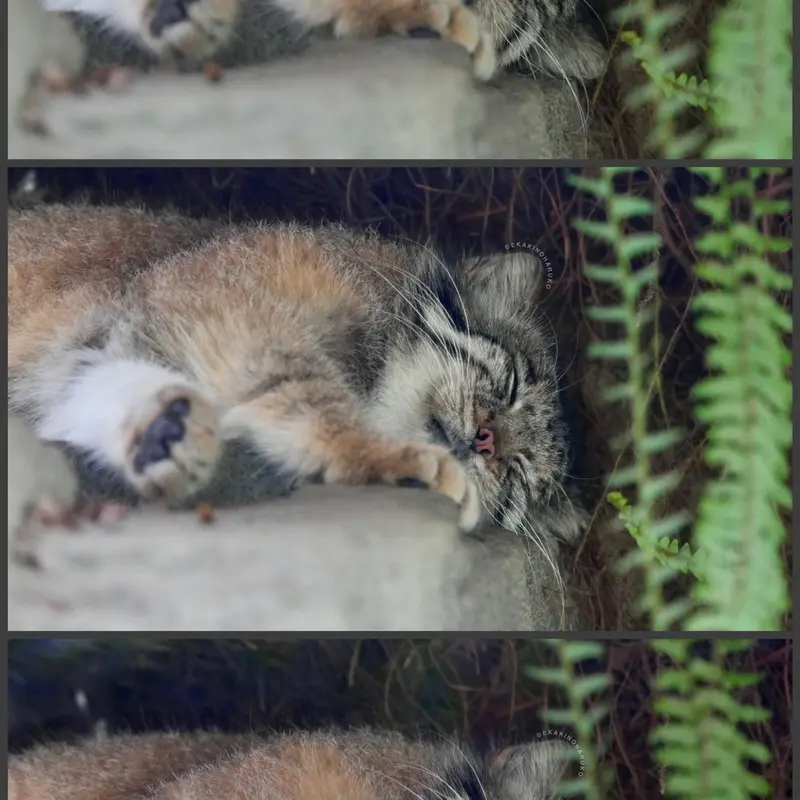 A photograph of Az in Kobe Animal Kingdom