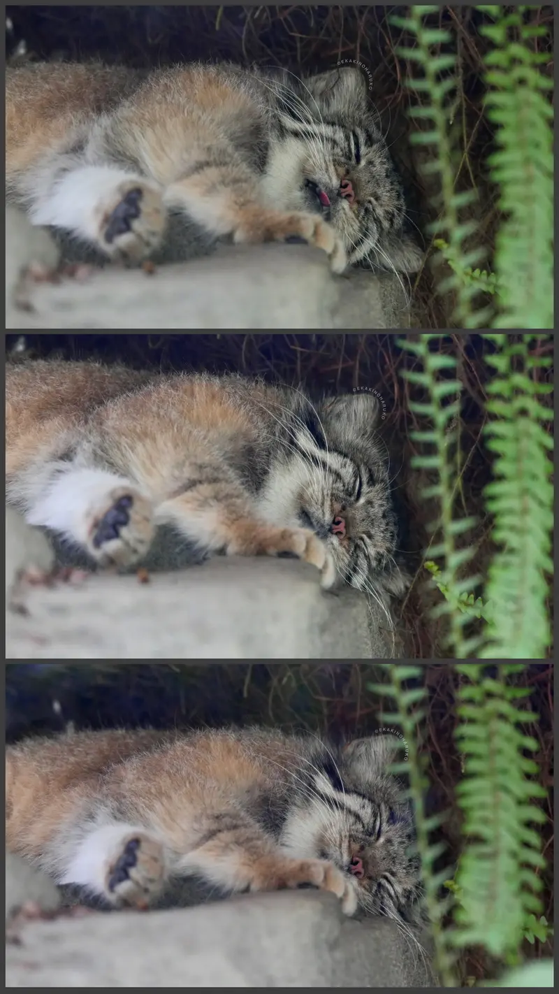 A photograph of Az in Kobe Animal Kingdom