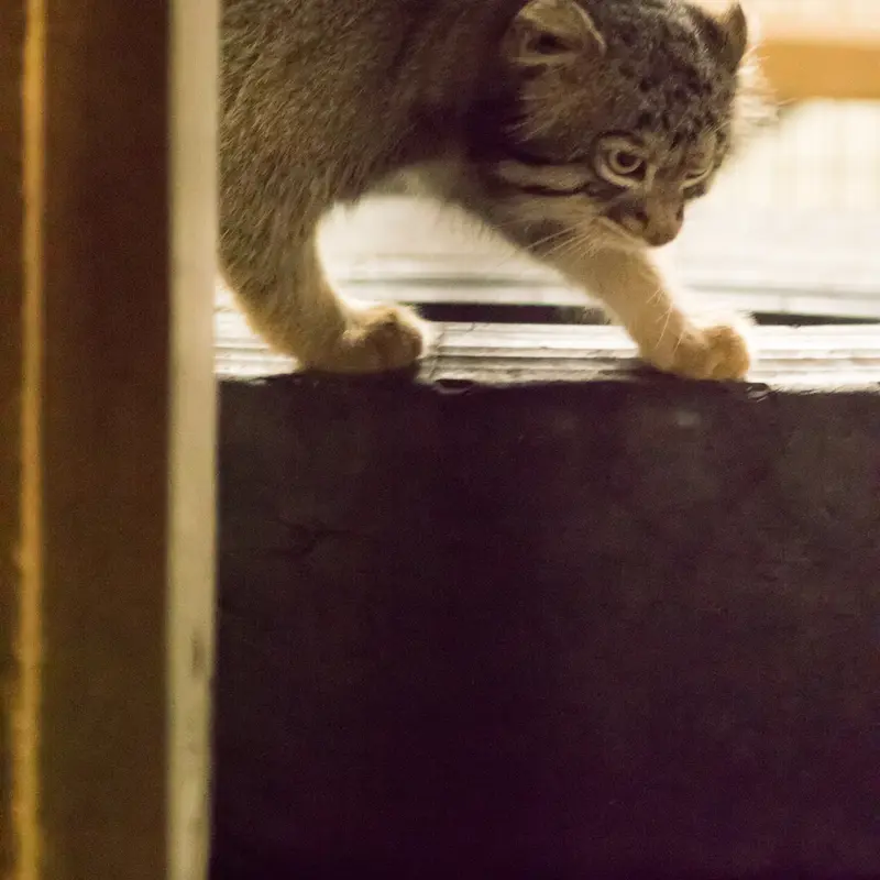 A photograph of Figa in Nogeyama Zoo