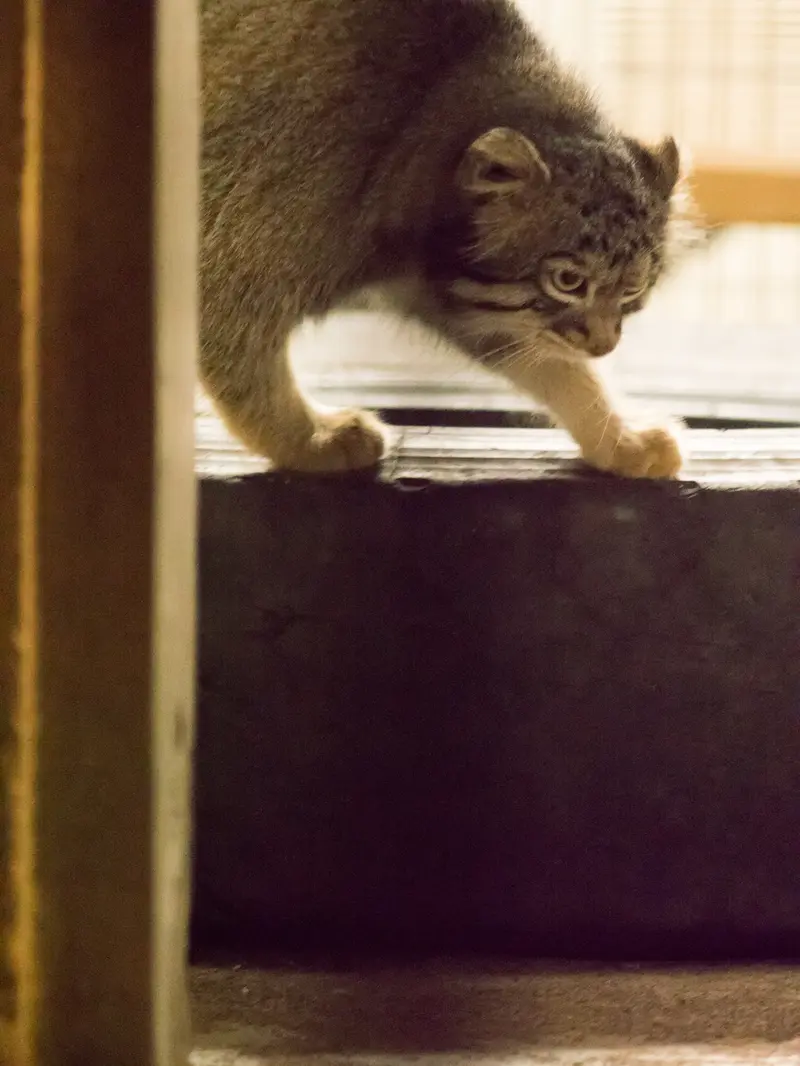 A photograph of Figa in Nogeyama Zoo