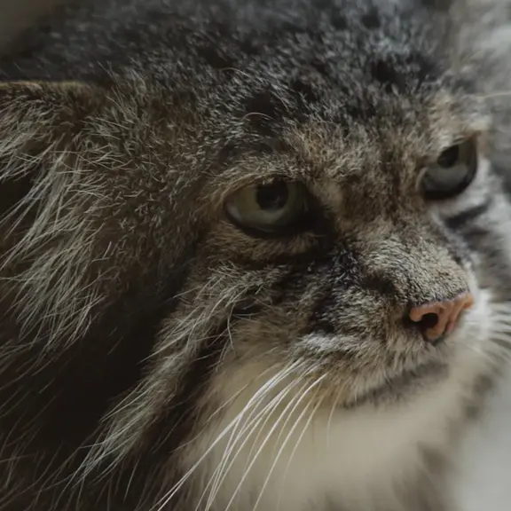 A photograph of a Pallas's cat in Ueno Zoological Gardens