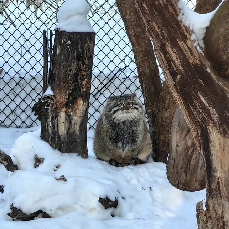 A photograph of Sychik in Novosibirsk Zoo