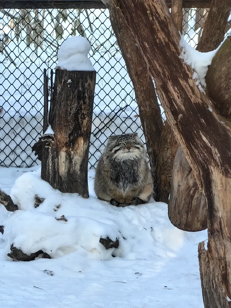 A photograph of Sychik in Novosibirsk Zoo