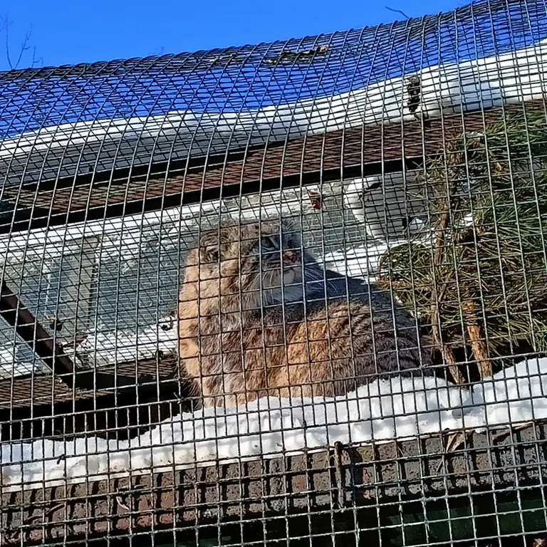 A photograph of Shu in Leningrad zoo