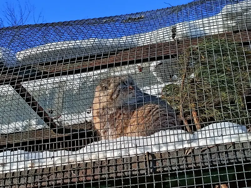 A photograph of Shu in Leningrad zoo