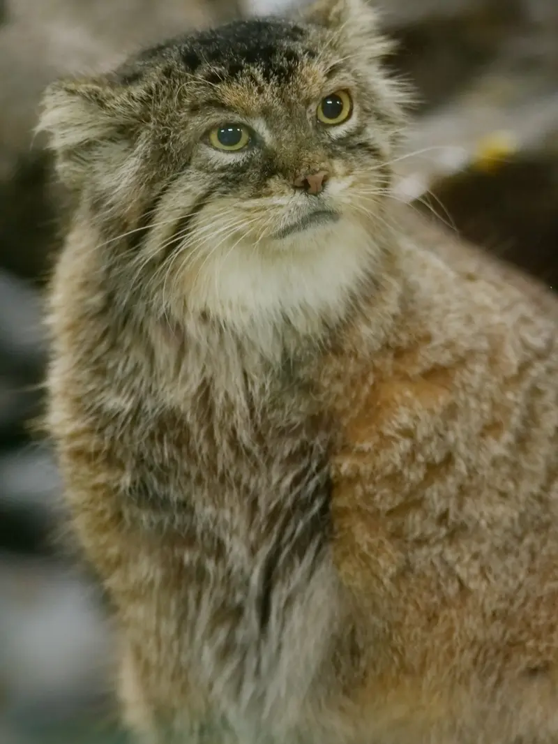 A photograph of Primula in Ueno Zoological Gardens