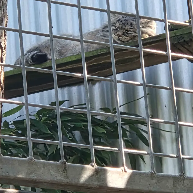 A photograph of Aldan in Zie-Zoo