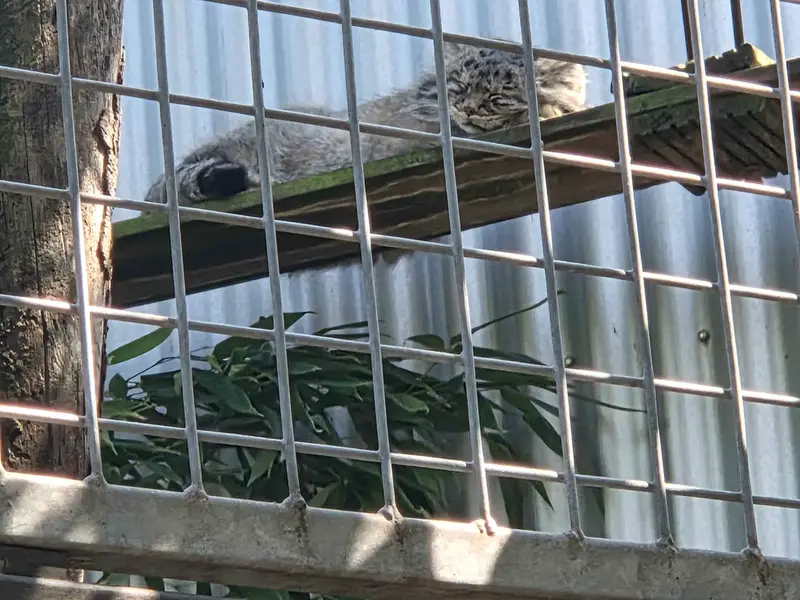 A photograph of Aldan in Zie-Zoo