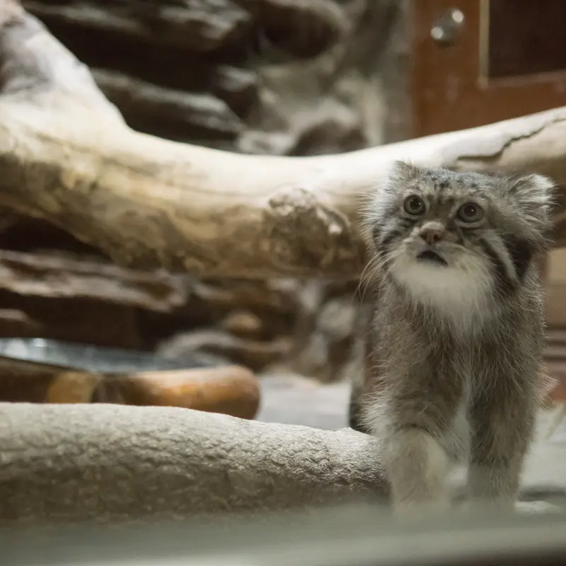 A photograph of Klyon in Ueno Zoological Gardens