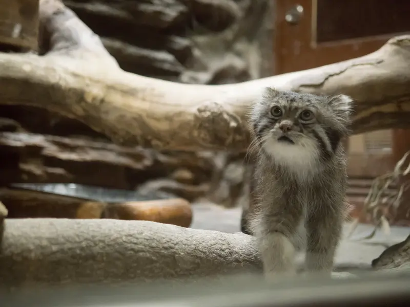 A photograph of Klyon in Ueno Zoological Gardens