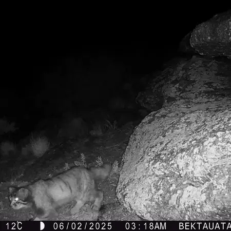 A photograph of Otocolobus manul manul from Bektauata 2 camera trap