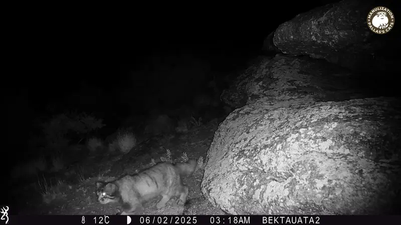 A photograph of Otocolobus manul manul from Bektauata 2 camera trap