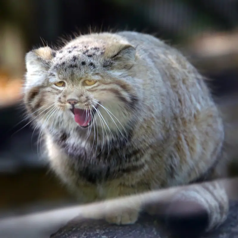 A photograph of Kitten of Alani b.2026 Ⅱ in Košice Zoo