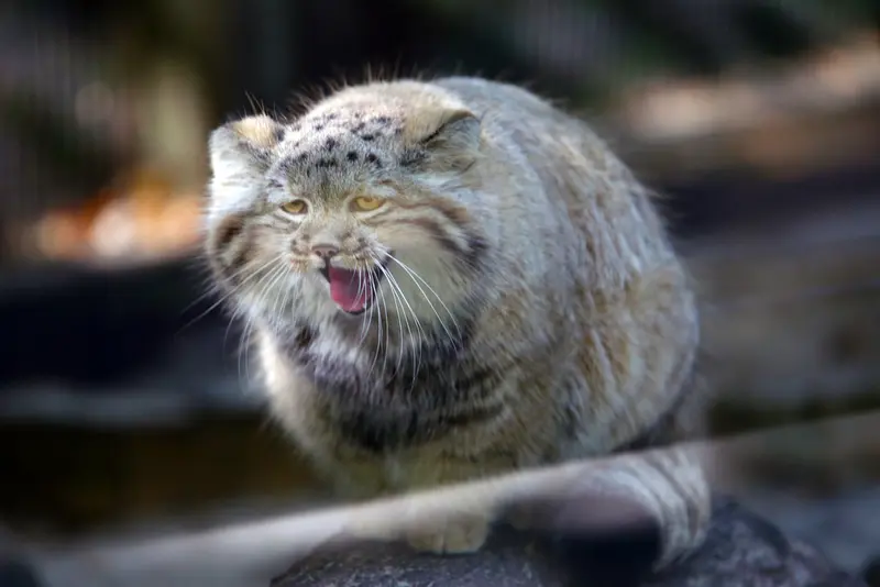A photograph of Kitten of Alani b.2026 Ⅱ in Košice Zoo